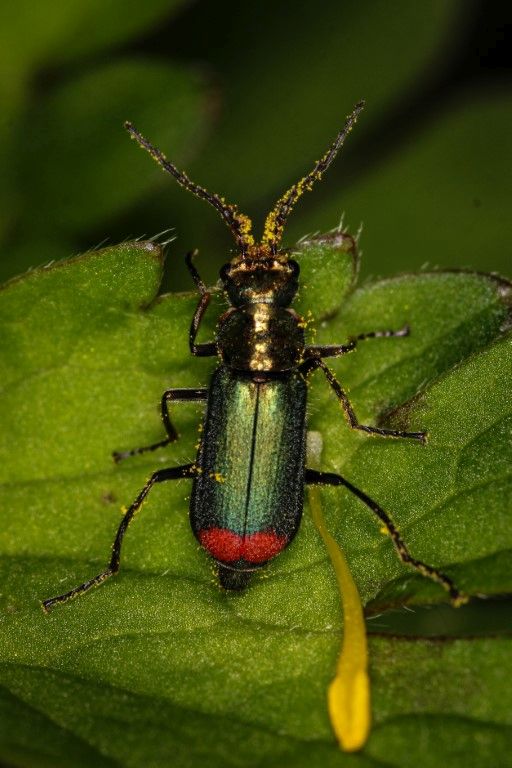 Common Malachite Beetle 